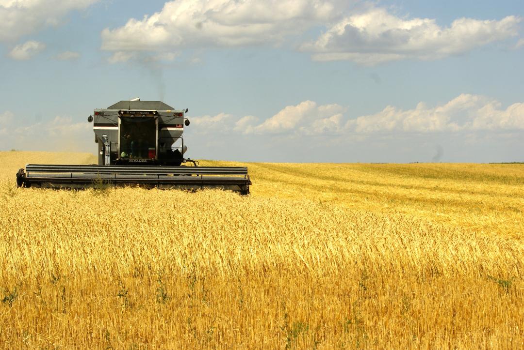 A Gleaner combine harvests wheat