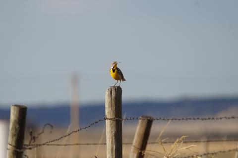 Meadow lark on a fence post