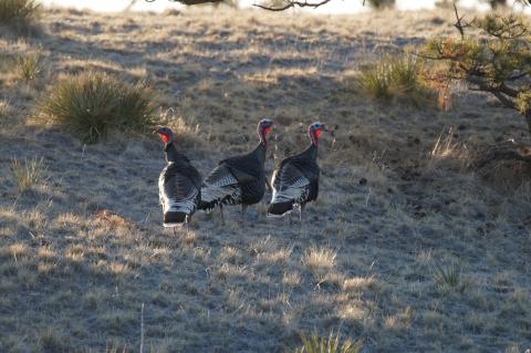 3 turkeys on a hillside