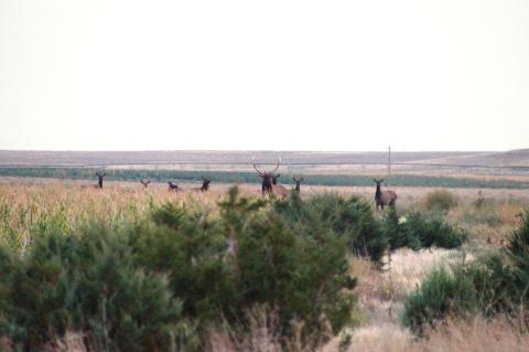 Elk in a field of corn