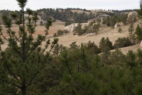 Looking over a valley between the trees