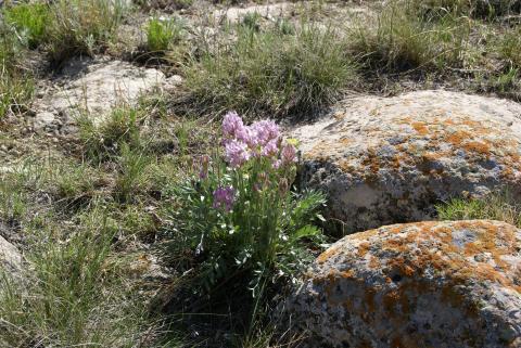 Some pink wildflowers