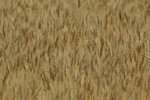 Close up of a wheat field