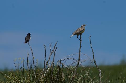 A meadowlark and another bird perch on some dried yucca stems