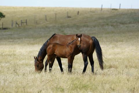 Horses in a pasture