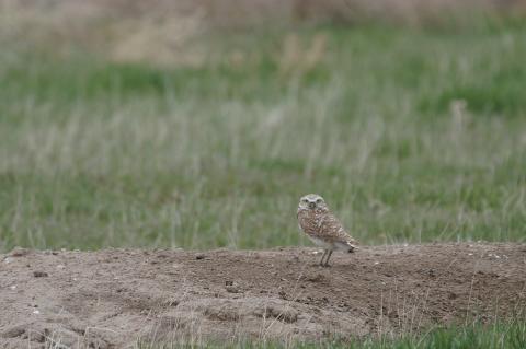 A burrowing owl in the spring of 2014